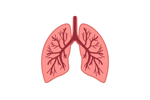 illustrated pair of lungs